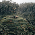 ubud-dalam-pelukan-alam-liburan-jiwa-dan-raga