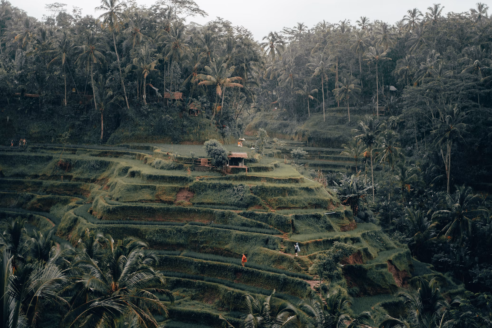 ubud-dalam-pelukan-alam-liburan-jiwa-dan-raga