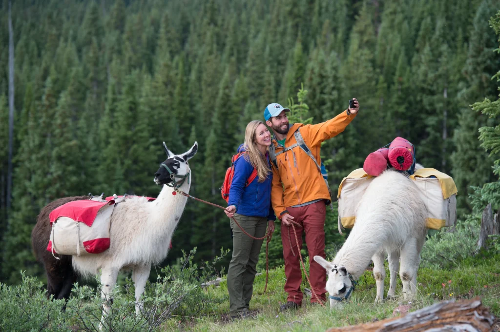 bersahabat-dengan-llama-petualangan-unik-di-peternakan-colorado