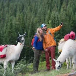 bersahabat-dengan-llama-petualangan-unik-di-peternakan-colorado