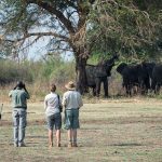 bertemu-elang-bison-dan-beruang-5-tempat-safari-alam-liar-di-colorado