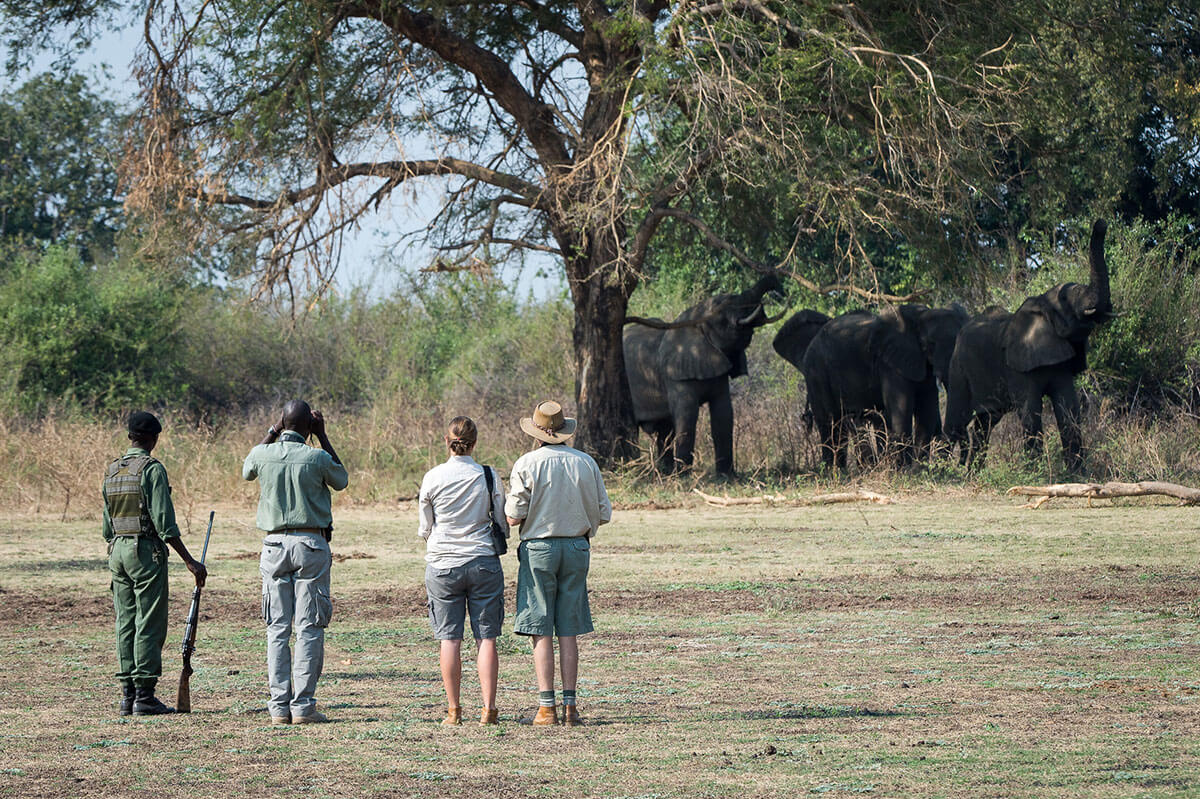 bertemu-elang-bison-dan-beruang-5-tempat-safari-alam-liar-di-colorado