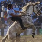 gairah-koboi-di-colorado-rodeo-topi-lebar-dan-tradisi-lama