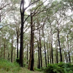 hutan-dadia-suaka-burung-pemangsa-di-thrace-yang-memikat-jiwa-petualang