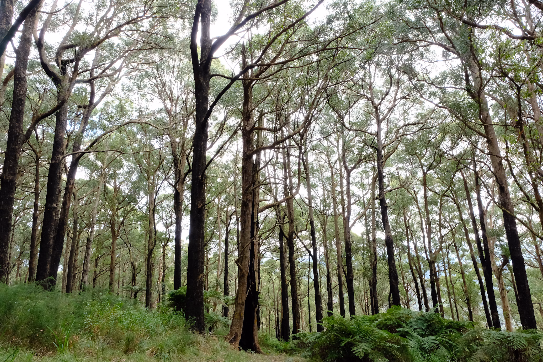 hutan-dadia-suaka-burung-pemangsa-di-thrace-yang-memikat-jiwa-petualang